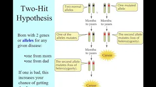 TwoHitHypothesis