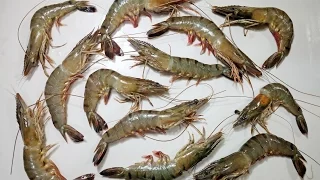 How To Clean, Cut and De-Vein Tiger Prawn/Shrimp | Cooking Basics - Chef Lall's Kitchen