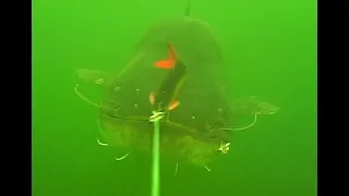 Huge wels catfish attacks Savage Gear 3D Line Thru Roach.
