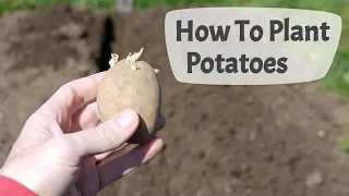 How To Plant Potatoes: Planting Potatoes On A UK Allotment.
