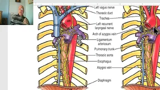 Anatomy of the thorax in Arabic 2023 (Vagus nerve), by Dr. Wahdan