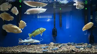 THE GROWTH RATE ON THESE FISH IS CRAZY💪🔥
