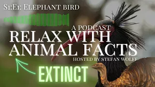Elephant Bird | Extinct Species