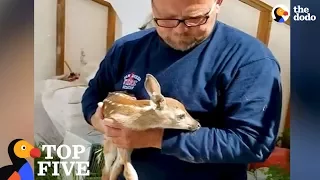 Baby Deer Keeps Revisiting Man Who Rescued Him From Hole: Animal Family Compilation | The Dodo Top