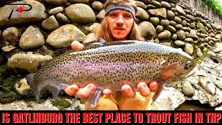 Is Gatlinburg The Best Place To Trout Fish Right Now In Tennessee