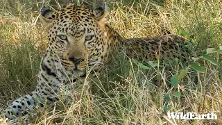 SafariLIVE Sunrise - 25 May 2024