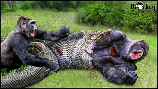 100 Incredible Moments When The Gorilla Tries To Escape From The Giant Python | Animal Fight