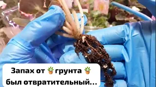 🌺Фиалки! Как вернуть Плохие Детки к Хорошей жизни???🌺 ПРАКТИКА 🌺