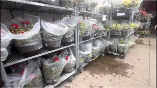 Plants in Costco | can’t decide which one to get.