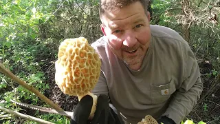 First Morels Mushrooms .....How to find them.