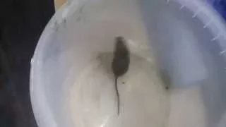 Мышка сходила за хлебушком!