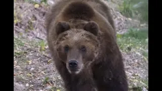 Brown Bear Attacks Sleeping Tent Campers