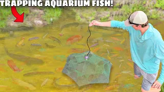 Trapping Wild AQUARIUM FISH For My BACKYARD POND!