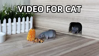 Cat TV 🐭 Mice in The Jerry Mouse Hole 🐀 Mice Game for Cats to Watch and Enjoy