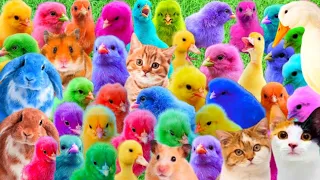 World Cute Chickens, Colorful Chickens, Rainbow Chickens, Cute Ducks, Cute cats,Rabbits,Animals cute