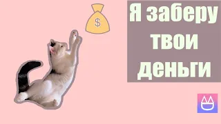 Сколько стоит содержание кошки?