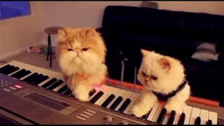 Despacito  Cats version