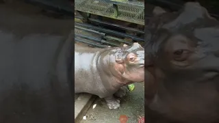 Hippopotamus eating