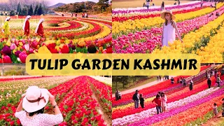 Kashmir Ka Tulip Garden | Tulip Festival 2023 | Best Places To Visit in Srinagar Kashmir Vlog Hindi