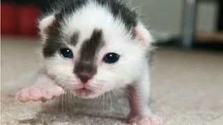 Cute Newborn Kittens Learning To Walk Compilation || NEW HD