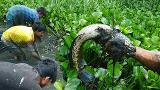 Best Hand Fishing/Big Fish Hunting in the Natural Beautiful Canal /Traditional Fishing in Bangladesh