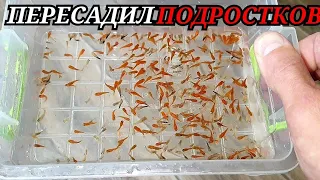 Пересаживаю рыбок! Запускаю новых самок в нерестовик! Филомена - нормально