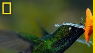 Hummingbird in a Rain Storm | Hostile Planet