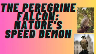 the peregrine falcon:natures speed demon.  Ep:51on # naturehit