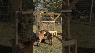 DIY no-waste mini goat hay feeder