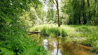 Powolna rzeka w lesie. Relaks. Zieleń przyrody , śpiew ptaków, szum wody, dźwięki natury. Relaksacja