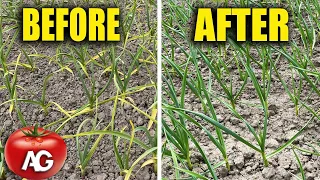 Have the garlic leaves turned yellow? Do this top dressing and they will turn green again!