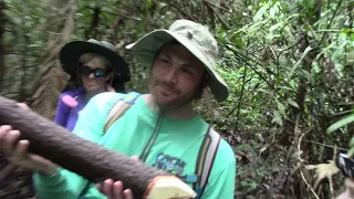 Jungle Trail, Amazon River, Peru