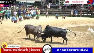 โหนดหลังขาวอัศวินวันมีชัย(อ้ายแกลบ) vs ดำจัตุรัสพลายสิงห์