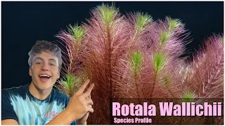 Easy pink aquarium plant Rotala Wallichii Care guide and species profile