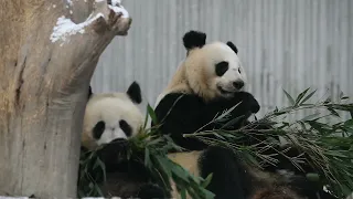 Giant Panda Cui Cui and Ji Fu