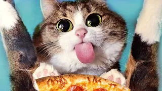 omg so cute cats best funny cat videos 2022 😻😹