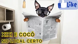 CHEGA DE XIXI E COCÔ  DE CACHORRO DENTRO DE CASA | PINSCHER FILHOTES