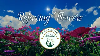 3-Hour Relaxing Flowers Video | Serenity in Bloom: Relaxing Flowers & Soft Piano | Relaxing Nature