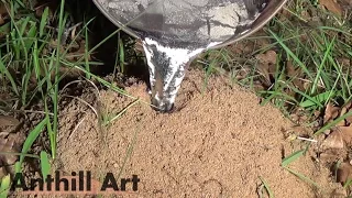 Casting Another Fire Ant Colony with Molten Aluminum (Cast #061)