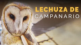 LECHUZA DE CAMPANARIO | Aves silvestres | Ensenada