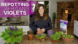 Replanting African Violets