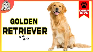 Discover the Golden Retriever: A Comprehensive Guide to the Breed