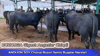 Andijon Soy Chorva Bozori Semiz Buqalar Narxlari 24-mart, 2024