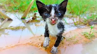 We found a crying kitten in this thin, cold, wet kitten lying on the water. Kitten needs help #cat