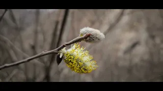 30.03.2024 г. Голубые озера. КБР. Черекская Теснина. Башня Абаевых.