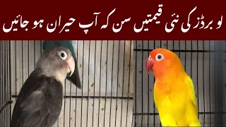 Iove birds leatest price Ubdates | Iove birds | birds market Rawalpindi @zakirhussainshah6234