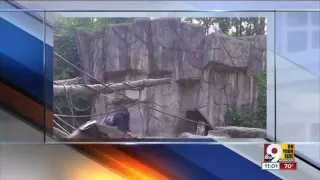 Latest on - Gorilla grabs child who's fallen into habitat at Cincinnati Zoo Gorilla Grabs Child