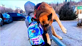 Uczeń niósł na rękach ogromnego psa przez 5 km, nie wiedząc, czy zwierzak w ogóle żyje!