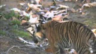 Tiger Cubs Explore Exhibit