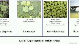 List of Angiosperms of Order Arales duckweed little least common fat minute lesser turion valdivia